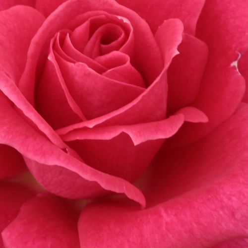 Online rózsa rendelés - Rózsaszín - teahibrid rózsa - közepesen intenzív illatú rózsa - Rosa Sasad - Márk Gergely - Korán virágzó, sok élénk színű mutatós virágot hozó növény.